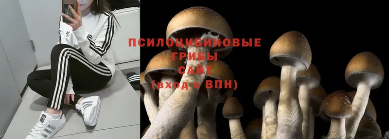 Псилоцибиновые грибы Magic Shrooms  МЕГА как войти  Холм  купить  сайты 